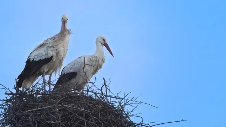 Deux cigognes juchées sur leur nid